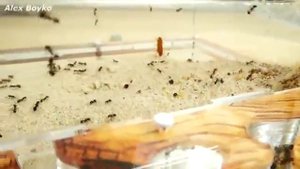 VK alex boyko  муравьи против туркменского таракана.