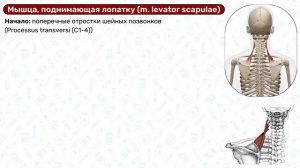 Мышцы спины: начало и прикрепление, функции, 3D / Анатомия мышц