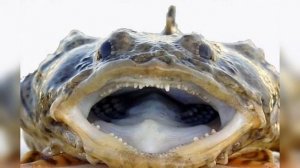 Мычание, рычание и визг — рыбы — шумные существа