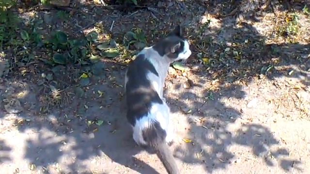 кот на даче смотреть онлайн