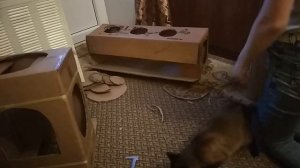 Домик для кошки своими руками Как сделать домик когтеточку для кошки Домики из коробок своими рукам