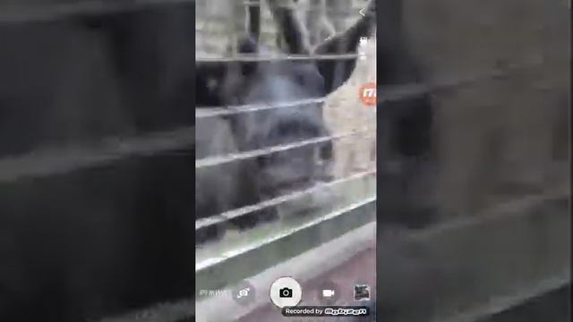 Снимаю оленей и баран и козлов смотреть онлайн