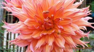 Георгина бахромчатая Омега (dahlia omega) ? георгина Омега обзор: как сажать луковицы георгины Омег