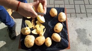 Картофель белый, сорт Молли