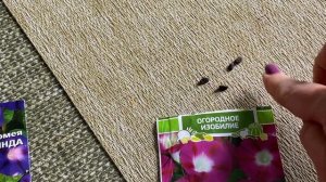 КАК ЛЕГКО ОТЛИЧИТЬ РАЗРЕШЁННУЮ ИПОМЕЮ ОТ ЗАПРЕЩЁННОЙ