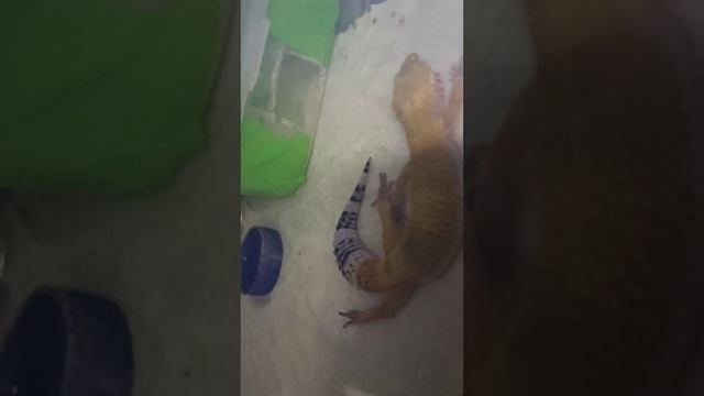 Спящий эублефар. Можно застать и решить что умер...