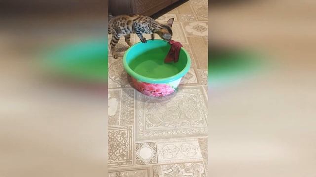 Наводим чистоту - моем полы!!! Кошка - помощница)) смотреть онлайн