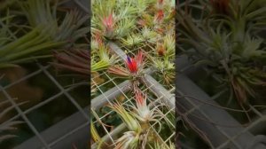 Air Plants Flowers