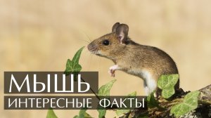 Мыши. Интересные факты