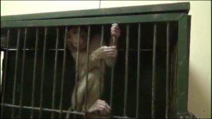 В московском цирке мучают животных