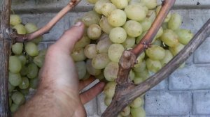 Сорт винограда"Лора/Флора"