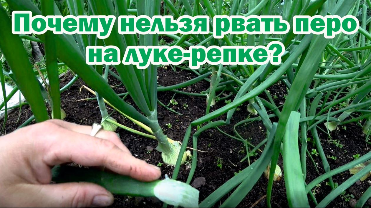 Лук на головки можно ли рвать перо. Эксибишен в теплице. Как обрезать лук на перо.