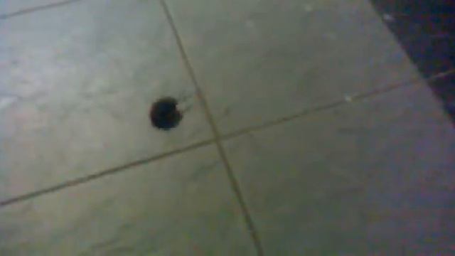 Мышонок-бегает за своим хвостом)))) смотреть онлайн