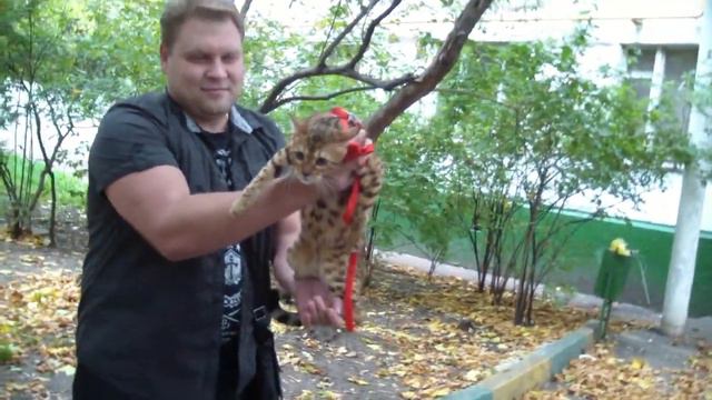 Клип 0530 - выставка кошек PCA online