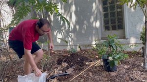 Planting a Tahitian Gardenia in Phoenix, AZ! (Zone 9B)