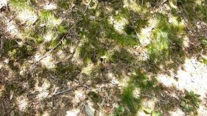 Amanita junquillea (A. gemmata) • Ende Juni 2019