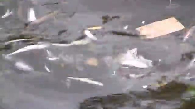 «Цветение» сине-зеленных водорослей в оз.Имандра смотреть онлайн