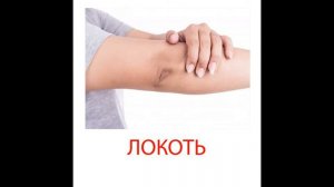Карточки Домана для детей Части тела смотреть онлайн