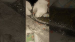 как чистить рыбу змееголов