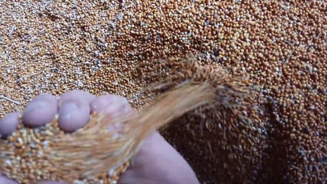 Просо красное смотреть онлайн