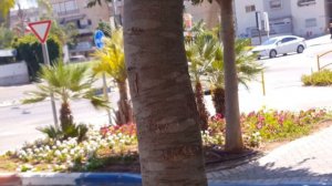 Загадочное дерево в Израиле