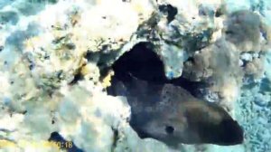 МУРЕНА. Faraana Reef Resort 5*. Отель Фараана Риф 4*. Шарм-эль-Шейх. Египет.