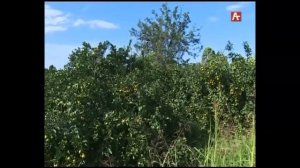 Клоп вонючка (рус) 13 09 171