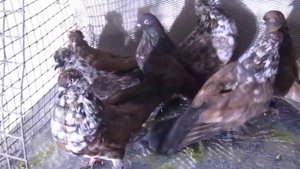 MVI 3469 ГОЛУБИ КИРОВОГРАДСКИЕ НА ПРОДАЖУ В Г. ЭНГЕЛЬСЕ Т.89272224427