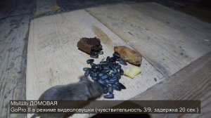 ОБЗОР всех камер GoPro 2021 для съемки птиц и влога