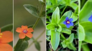 The Flowers Of the field Anagallis arvensis - કાળી ફુલડી