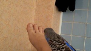 Волнистый попугай говорит привет