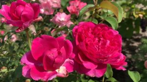 Rose James L. Austin