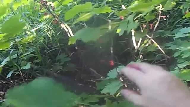 Ягодная рыбалка смотреть онлайн