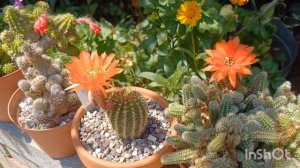 7?Цветущие Кактусы и Сукуленты #кактусы #cactusblooming