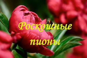 Роскошные пионы