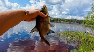 Рыбалка на донки на озере в мае. Ловим подлещика.