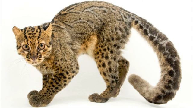 Кошка, которая живет на деревьях! Мраморная кошка. Дикая кошка с длинным хвостом! смотреть онлайн