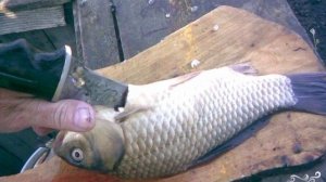 Вяленый карась