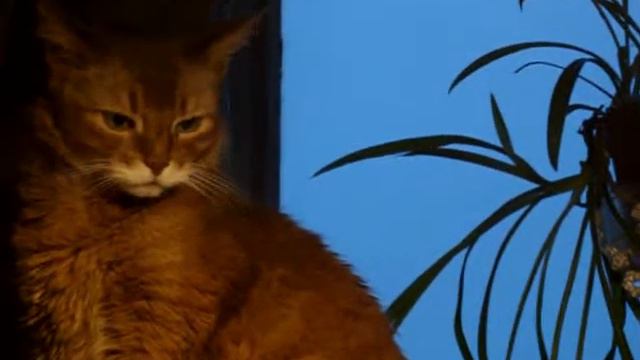 Колыбельная для кошки.mpg