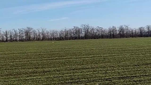 охота с хортыми борзыми. 04.12.2021. на лису смотреть онлайн