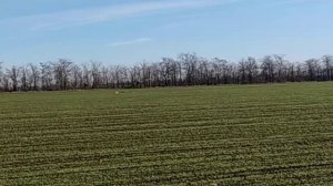 охота с хортыми борзыми. 04.12.2021. на лису