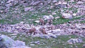 Горные козы & козлы / Кавказские Туры ⛰️ Архыз