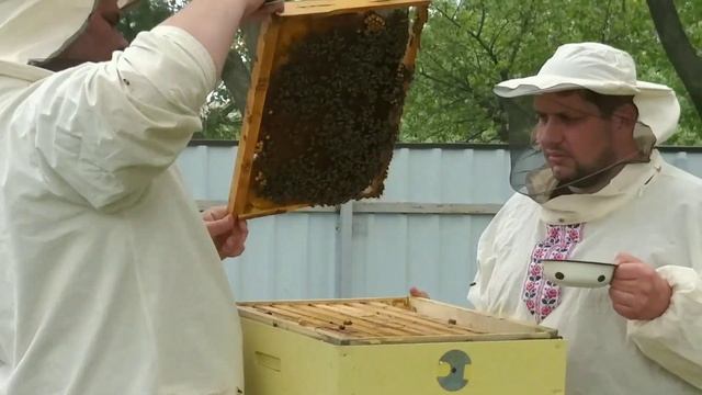 Простой и эффективный метод вывода семьи из роевого состояния. смотреть онлайн