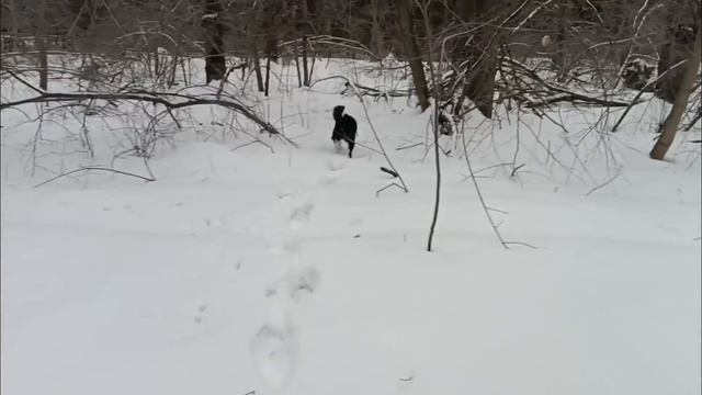 КАРЕЛЬСКАЯ МЕДВЕЖЬЯ ЛАЙКА/ ТОВАРИЩ ПРИВЕЗ СОБАКУ ЗА 95 ТЫСЯЧ/ смотреть онлайн