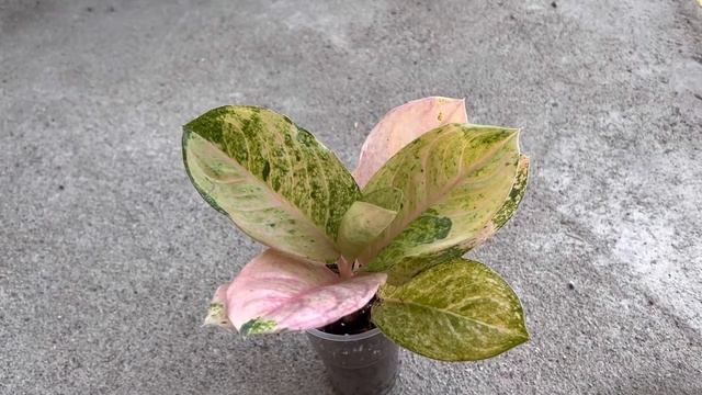 Аглаонема Pink Emerald 18.08.22 смотреть онлайн