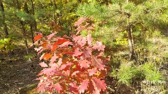 ГРИБЫ - ЗОНТИКИ какие они?./ БЕЛЫЙ ГРИБ / ПОЛЬСКИЕ ГРИБЫ, октябрь 2021, т/б 'РОДНИК' #dizzy51style смотреть онлайн