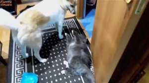 СОБАКУ РУГАЮТ!!! ЭТУ СОБАКУ НЕВОЗМОЖНО ОТРУГАТЬ !!! / DOG ABUSE!!! THE DOG CAN NOT TELL !!!