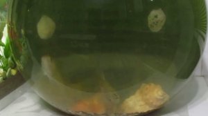 Больше 50 лет он ловит Карася.Насадка по холодной воде.Карась на поплавок.Убойная насадка на карася