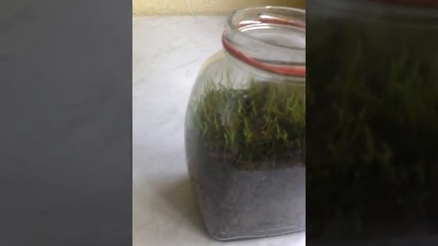 Паук скакун. =) смотреть онлайн