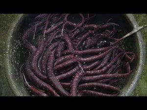 ЧЕРВЬ ЧЁРНЫЙ ПРИНЦ